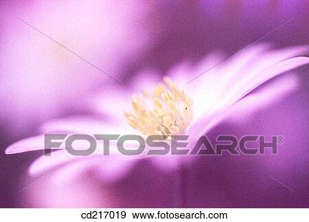 Greek Anemone (Anemone blanda) View Large Photo Image Stock Photo - Greek Anemone (Anemone blanda). Fotosearch
