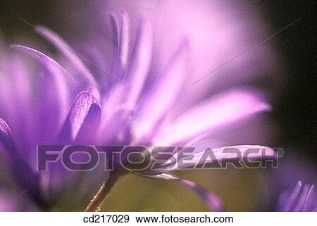 Greek Anemone (Anemone blanda) View Large Photo Image Stock Photo - Greek Anemone (Anemone blanda). Fotosearch