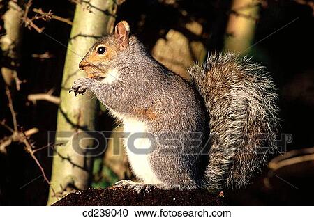 Stock Image - Grey Squirrel (Sciurus carolinensis). Fotosearch
