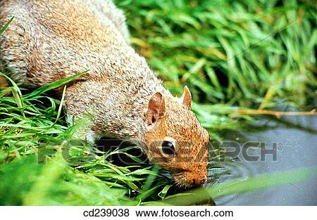 Grey Squirrel (Sciurus carolinensis) View Large Photo Image Stock Photo - Grey Squirrel (Sciurus carolinensis). Fotosearch