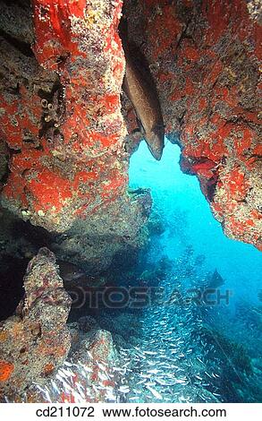 Stock Image - Grouper hunting for meal. Florida Keys. USA. Fotosearch