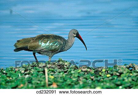Hadada Ibis (Bostrychia hagedash) View Large Photo Image Stock Image - Hadada Ibis (Bostrychia hagedash). Fotosearch