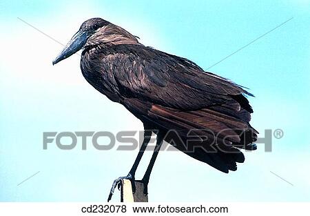 Stock Photo - Hammerkop (Scopus umbretta). Fotosearch