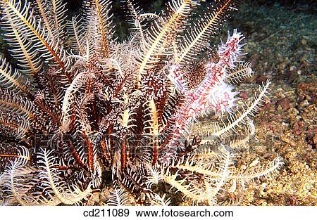 Harlequin Ghost Pipefish (Solenostomus paradoxus) clamouflaged in crinoid. Indonesia View Large Photo Image Stock Photo - Harlequin Ghost Pipefish (Solenostomus paradoxus) clamouflaged in crinoid. Indonesia. Fotosearch