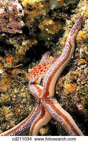 Hawkfish on Starfish. Malpelo Island, Colombia View Large Photo Image Picture - Hawkfish on Starfish. Malpelo Island, Colombia. Fotosearch