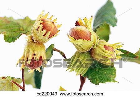 Stock Photo - Hazel (Corylus avellana). Fotosearch