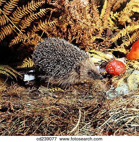Hedgehog View Large Photo Image Stock Photo - Hedgehog. Fotosearch