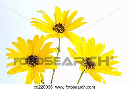 Helianthus tuberosus View Large Photo Image Stock Photograph - Helianthus tuberosus. Fotosearch