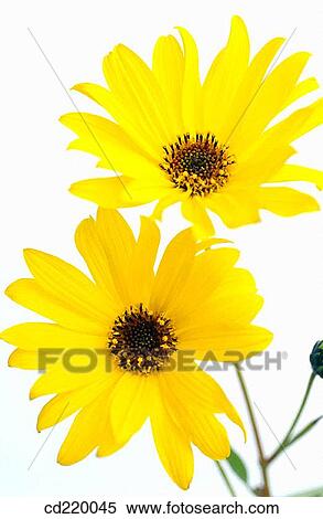 Helianthus tuberosus View Large Photo Image Stock Photography - Helianthus tuberosus. Fotosearch