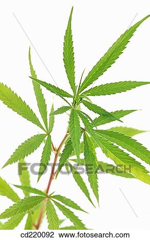 Hemp (Cannabis sativa) View Large Photo Image Stock Image - Hemp (Cannabis sativa). Fotosearch
