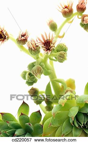 Hen-and-chickens (Sempervivum tectorum) View Large Photo Image Stock Photo - Hen-and-chickens (Sempervivum tectorum). Fotosearch