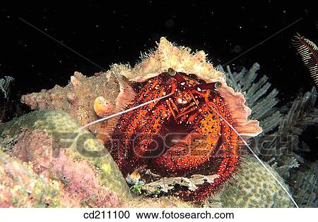 Hermit Crab (Dardanus megistos). Indonesia View Large Photo Image Stock Image - Hermit Crab (Dardanus megistos). Indonesia. Fotosearch