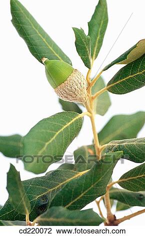 Hol Oak (Quercus ilex) View Large Photo Image Stock Image - Hol Oak (Quercus ilex). Fotosearch