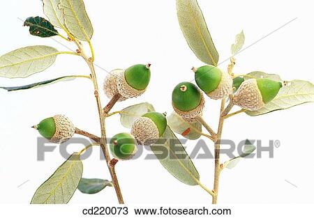 Hol Oak (Quercus ilex) View Large Photo Image Stock Image - Hol Oak (Quercus ilex). Fotosearch