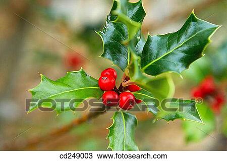 Holly (Ilex aquifolium) in botanical garden. Pagoeta Natural Park, Aia. Guipuzcoa, Euskadi, Spain View Large Photo Image Stock Image - Holly (Ilex aquifolium) in botanical garden. Pagoeta Natural Park, Aia. Guipuzcoa, Euskadi, Spain. Fotosearch