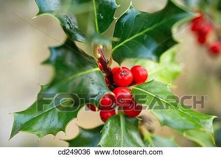 Holly (Ilex aquifolium) in botanical garden. Pagoeta Natural Park, Aia. Guipuzcoa, Euskadi, Spain View Large Photo Image Stock Photograph - Holly (Ilex aquifolium) in botanical garden. Pagoeta Natural Park, Aia. Guipuzcoa, Euskadi, Spain. Fotosearch