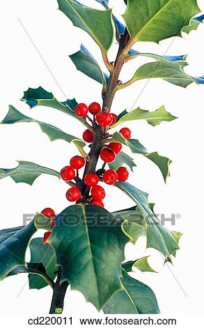 Holly (Ilex aquifolium) View Large Photo Image Stock Image - Holly (Ilex aquifolium). Fotosearch