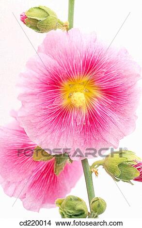 Hollyhock (Althaea rosea) View Large Photo Image Picture - Hollyhock (Althaea rosea). Fotosearch