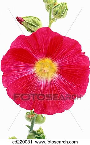 Hollyhock (Althaea rosea) View Large Photo Image Stock Image - Hollyhock (Althaea rosea). Fotosearch