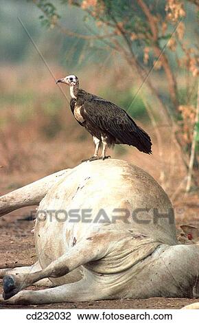 Hooded vulture (Necrosyrtes monachus) feeding on African cattle View Large Photo Image Stock Image - Hooded vulture (Necrosyrtes monachus) feeding on African cattle. Fotosearch