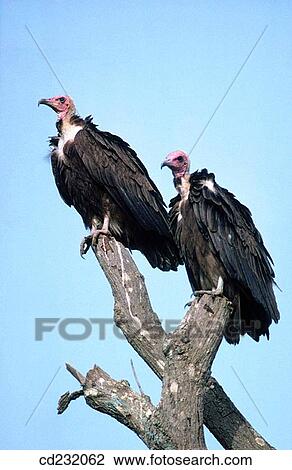 Stock Image - Hooded vulture (Necrosyrtes monachus) feeding on African cattle. Fotosearch
