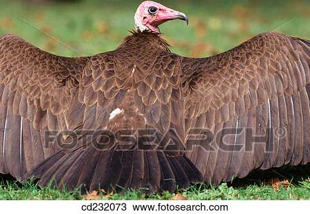 Hooded vulture (Necrosyrtes monachus) View Large Photo Image Stock Image - Hooded vulture (Necrosyrtes monachus). Fotosearch