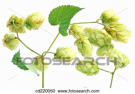 Hops (Humulus lupulus) View Large Photo Image Stock Image - Hops (Humulus lupulus). Fotosearch