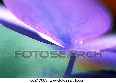 Stock Image - Hydrangea (Hydrangea macrophylla). Fotosearch