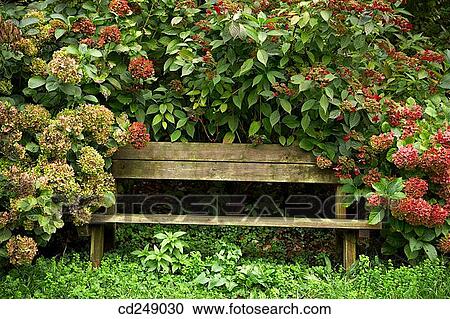 Hydrangea, Pagoeta Natural Park, Aia. Guipuzcoa, Euskadi, Spain View Large Photo Image Stock Image - Hydrangea, Pagoeta Natural Park, Aia. Guipuzcoa, Euskadi, Spain. Fotosearch