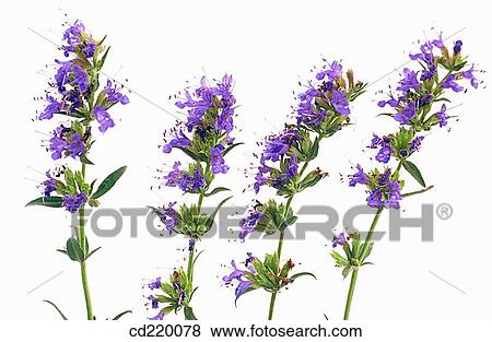 Hyssop (Hyssopus officinalis) View Large Photo Image Stock Photo - Hyssop (Hyssopus officinalis). Fotosearch