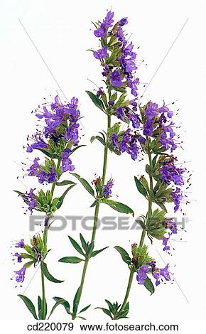 Stock Photo - Hyssop (Hyssopus officinalis). Fotosearch