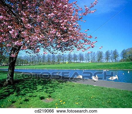 Inverleith Park. Edinburgh. Scotland View Large Photo Image Stock Photograph - Inverleith Park. Edinburgh. Scotland. Fotosearch