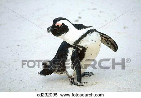 Stock Photography - Jackass Penguin (Spheniscus demersus). Simonstown Cape. South Africa. Fotosearch