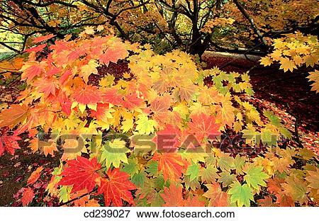 Japanese maples (Acer palmatum) at autumn. Westonbirt Arboretum. Gloucestershire. England View Large Photo Image Stock Photo - Japanese maples (Acer palmatum) at autumn. Westonbirt Arboretum. Gloucestershire. England. Fotosearch