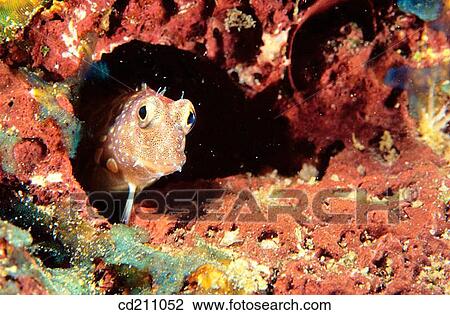 Jewelled Blenny (Salarias fasciatus). Kimbe Bay, Papua New Guinea View Large Photo Image Stock Image - Jewelled Blenny (Salarias fasciatus). Kimbe Bay, Papua New Guinea. Fotosearch