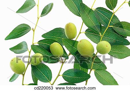 Jujube (Ziziphus jujuba) View Large Photo Image Stock Image - Jujube (Ziziphus jujuba). Fotosearch