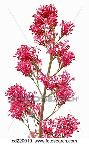 Stock Photo - Jupiter's Beard (Centranthus ruber). Fotosearch