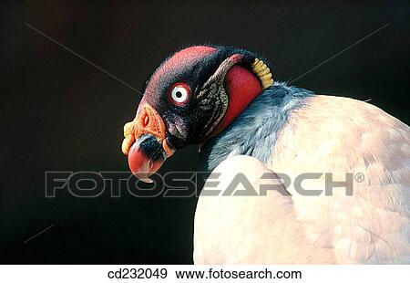 King Vulture (Sarcaramphus papa) View Large Photo Image Stock Photo - King Vulture (Sarcaramphus papa). Fotosearch