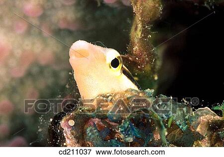 Lance Blenny (Aspidontus dussumieri) View Large Photo Image Stock Photo - Lance Blenny (Aspidontus dussumieri). Fotosearch