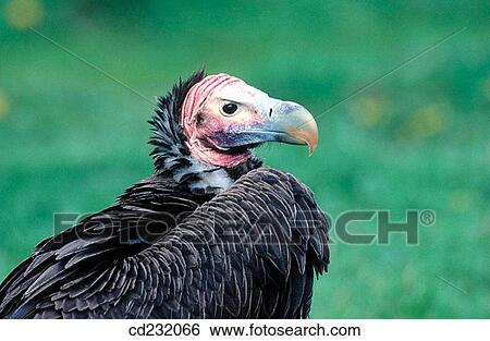 Lappet-Faced Vulture (Torgos tracheliotus) View Large Photo Image Stock Photograph - Lappet-Faced Vulture (Torgos tracheliotus). Fotosearch