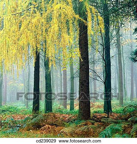 Larch (Larix decidua) in autumn. Ashridge. Hertfordshire. England View Large Photo Image Stock Photo - Larch (Larix decidua) in autumn. Ashridge. Hertfordshire. England. Fotosearch
