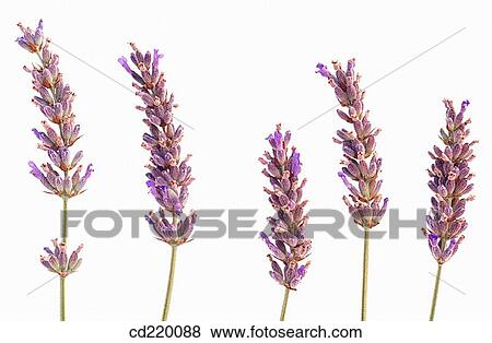 Lavender (Lavandula officinalis) View Large Photo Image Stock Photo - Lavender (Lavandula officinalis). Fotosearch