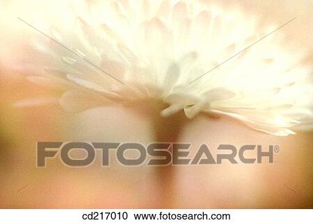 Lawndaisy (Bellis perennis) View Large Photo Image Stock Image - Lawndaisy (Bellis perennis). Fotosearch