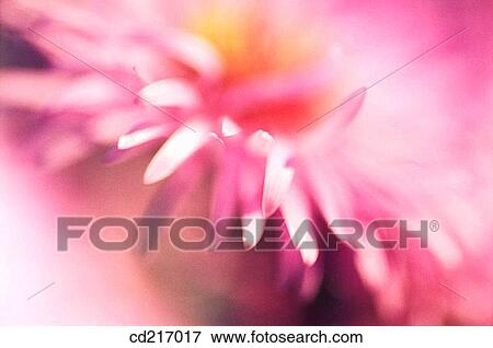 Lawndaisy (Bellis perennis) View Large Photo Image Stock Photo - Lawndaisy (Bellis perennis). Fotosearch