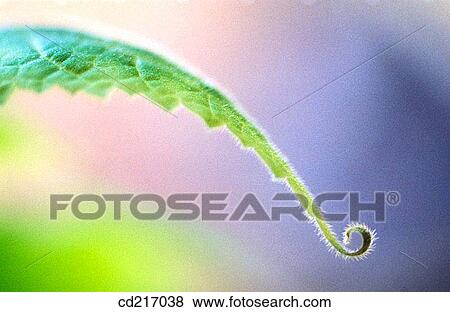 Leaf oh hibiscus View Large Photo Image Stock Photo - Leaf oh hibiscus. Fotosearch