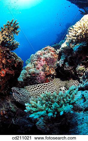 Stock Image - Leopard Moray (Gymnothorax favagineus). Maldive Islands. Fotosearch
