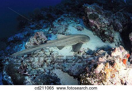 Leopard Shark View Large Photo Image Stock Photography - Leopard Shark. Fotosearch