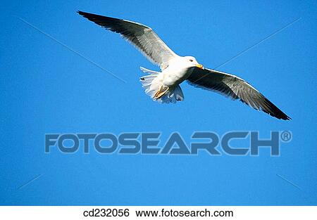 Lesser Black Backed Gull (Larus fuscus) View Large Photo Image Stock Photograph - Lesser Black Backed Gull (Larus fuscus). Fotosearch