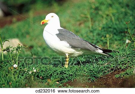 Lesser Black Backed Gull (Larus fuscus). Wales, UK View Large Photo Image Stock Photograph - Lesser Black Backed Gull (Larus fuscus). Wales, UK. Fotosearch