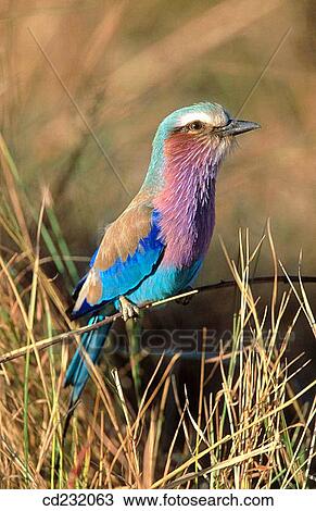 Lilac-breasted Roller (Coracias caudata) View Large Photo Image Stock Image - Lilac-breasted Roller (Coracias caudata). Fotosearch